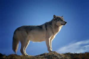 photo de loup MAG Guadeloupe