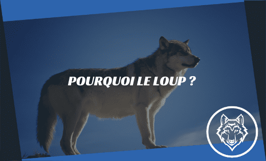 Article Pourquoi le loup MAG WEB